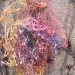 avec les bourgeons de la glycine