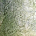 bloc d'herbes